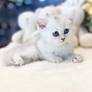 인천강아지분양 고양이분양 24시 데려가개 청라점 이미지