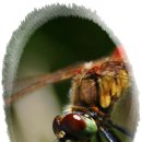 고추잠자리 이미지