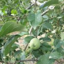 속리농원 이미지