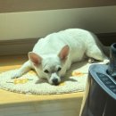일번가노래연습장 | 여름이 다가오니 흘러내리는 지방을 정리하자