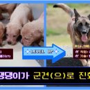 육군 군견훈련소 이미지