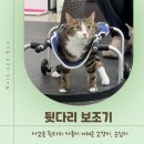 2살 순심이의 워크앤런 후기 | 워크앤런 | 고양이 뒷다리 보조기
