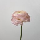 초이초이 이미지