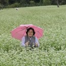 ■ 양산 통도사 메밀꽃 밭 ■ 이미지