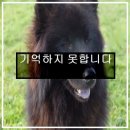 지금 락싸가 네이버 대피소가 있음에도 네이버를 열지않은 가장 큰 이유가 될 수 있는 최근의 락싸 운영진 이미지