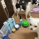 별몽 | [후기] 콩이 별이 몽이네_카이쿠라 전제품 사용후기