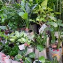 사동그린꽃 이미지