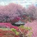 "온통 벚꽃뿐이네"... 환상적인 풍경 자랑하는 벚꽃 섬과 벚꽃 동산은 어디? 이미지