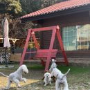 발라당눕스 이미지