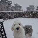 세이프독하우스 이미지