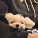 산청바이브 네이버블로그
