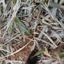 새야새야 이미지