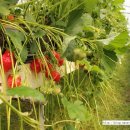 상명농장 이미지