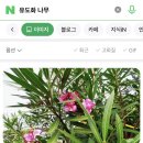 피사레스토랑 | 이탈리아 피렌체&lt;피사의사탑-친퀘테레&gt;프라이빗 투어 후기🚗 [마이리얼트립/참정다운투어]