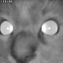 고양이호텔 무냥무냥 김해점 이미지