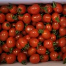 이옥신님의 유기농 방울토마토 50% 맛보기 당첨자 이미지