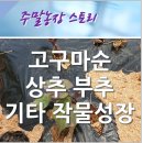 안만순농장 이미지