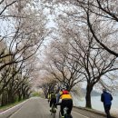탄금목재