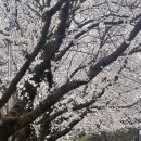왕인박사유적지 성기동관광지 | (영암/봄나들이/벚꽃구경) 왕인박사 유적지 🌸