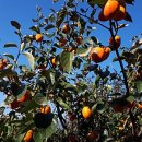 경담농장 이미지