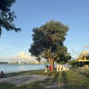 구라피쉬 이미지