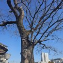 기장장관청 이미지