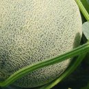 다올농장 이미지