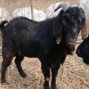 일성흑염소 이미지