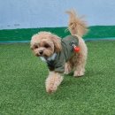 견학생스쿨 | 시흥 애견훈련 견학생스쿨 훈련후기