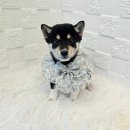 오독안심분양센터 강아지분양 고양이분양 하남점 이미지