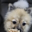 강아지와 고양이의 구멍가게 이미지