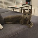 강나루치킨 이미지