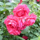 장미주공아파트 이미지