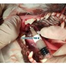 보우동물병원 | 🦷 자연치아 살리는 치주 재생치료, 엠도게인 효과·가격 총정리