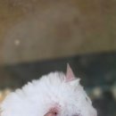 렉스헤어