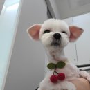 정샘 동물병원 이미지