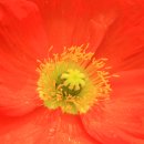 꽃봉우리 이미지