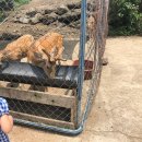 부영목장 이미지