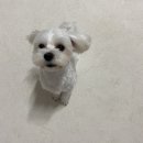 골든 | 미니골든두들 장단점 솔직후기｜털빠짐·미용비·병원비까지 현실기록