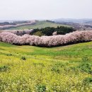 풍경목장 Daum카페
