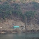 [겨울나무] 양버들 이미지