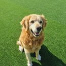 레오나르독 이미지