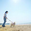 서천소방서-12 | 태안군, ‘펫니스 미션투어’ 상품 출시(서산태안신문)