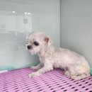 광주TNR동물병원(송정) 네이버블로그