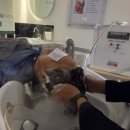 염색이야기 관저점 | 두피 트러블 있는 남자도 피부 착색 없이 염색할 수 있어요 — OC 버블 스파 받고 진짜 놀랐습니다...