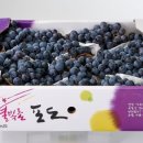 상큼과일 이미지