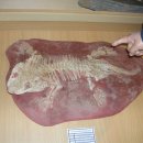 영월화석박물관 이미지