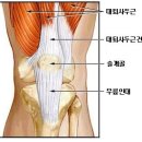 ﻿등산/무릎연골] 무릎연골 강화법 이미지