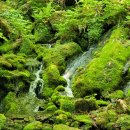 제127차 정기산행 정선 가리왕산 이미지