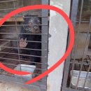 동호농장 | “인간이 제일 끔찍” 죽을 때까지 ‘배설’ 기계로 착취…이 커피, 꼭 먹어야 해?